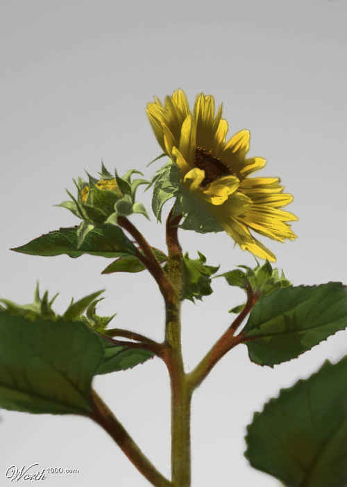 Photoshop Design by Themus for DesignCrowd (Community Contests) | Design #8972813