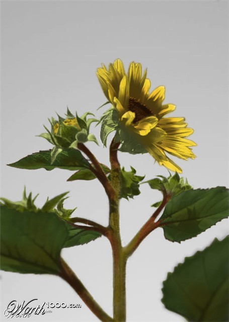 Photoshop Design by Themus