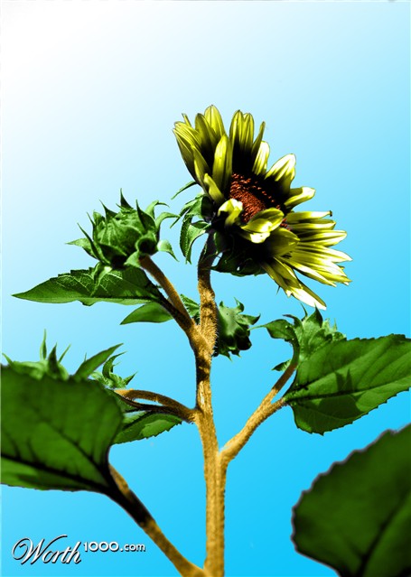 Photoshop Design by Roymeddy