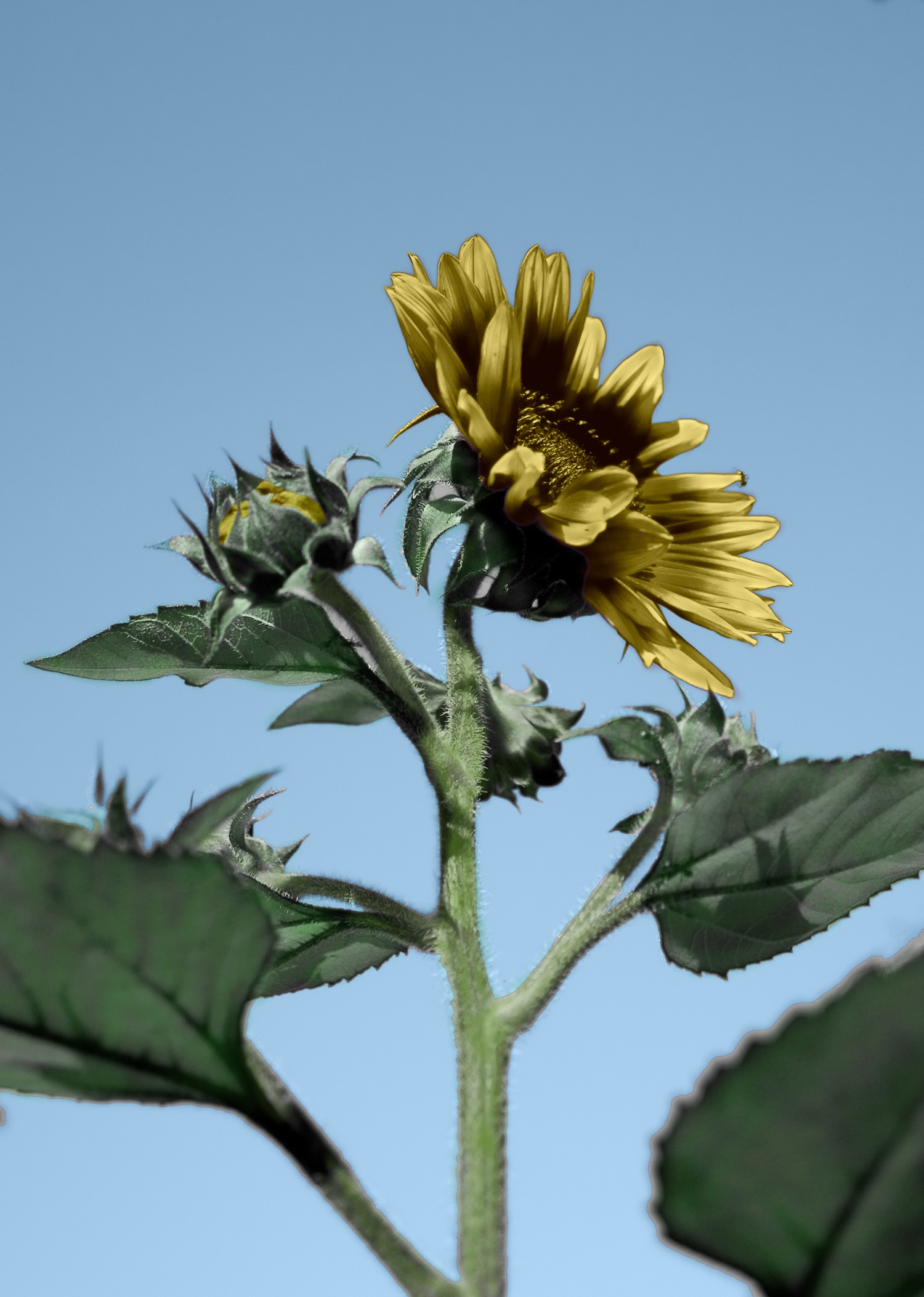 Photoshop Design by benatola for DesignCrowd (Community Contests) | Design #8972880