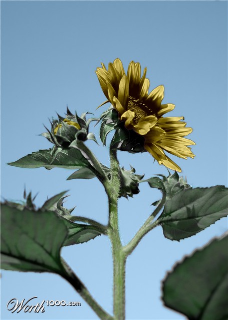 Photoshop Design by benatola