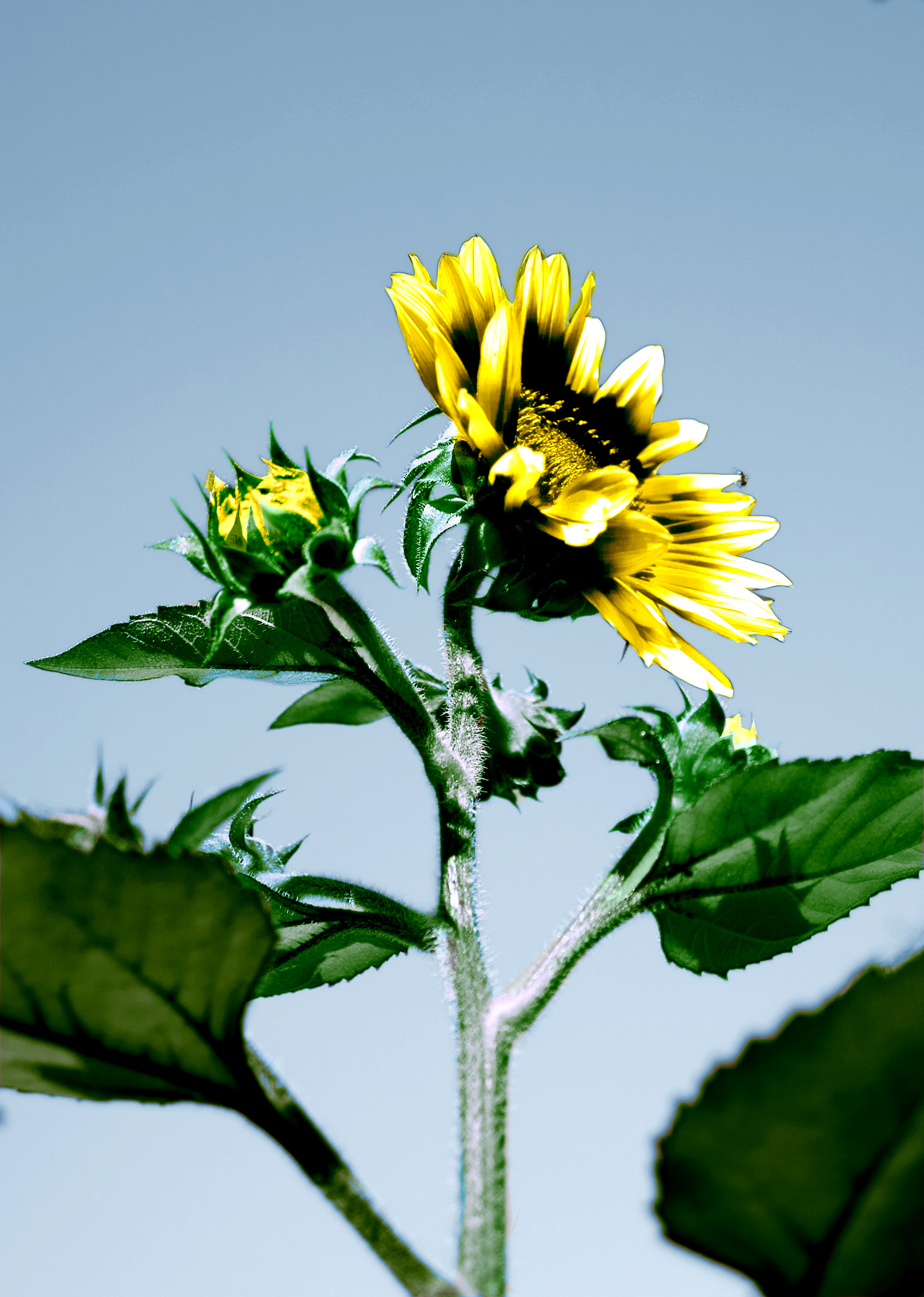 Photoshop Design by blackarrow7 for DesignCrowd (Community Contests) | Design #8972840