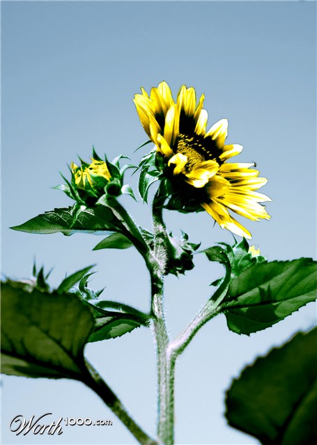 Photoshop Design by blackarrow7