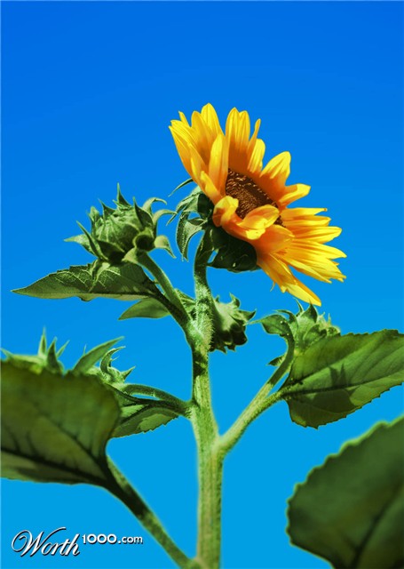 Photoshop Design by JB1Ger