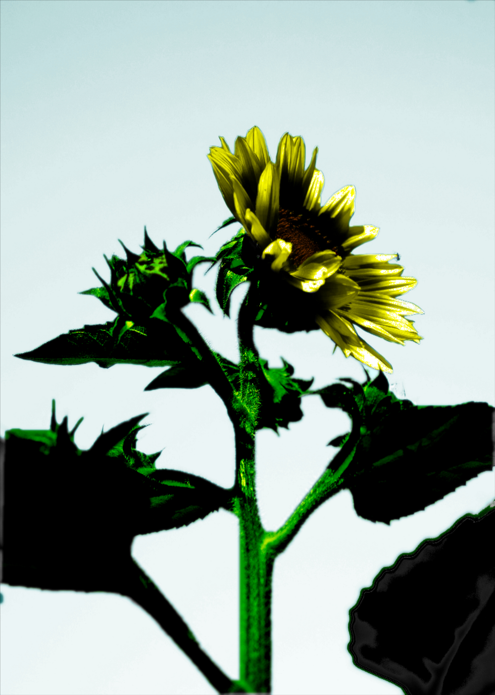 Photoshop Design by karatburg for DesignCrowd (Community Contests) | Design #8972849