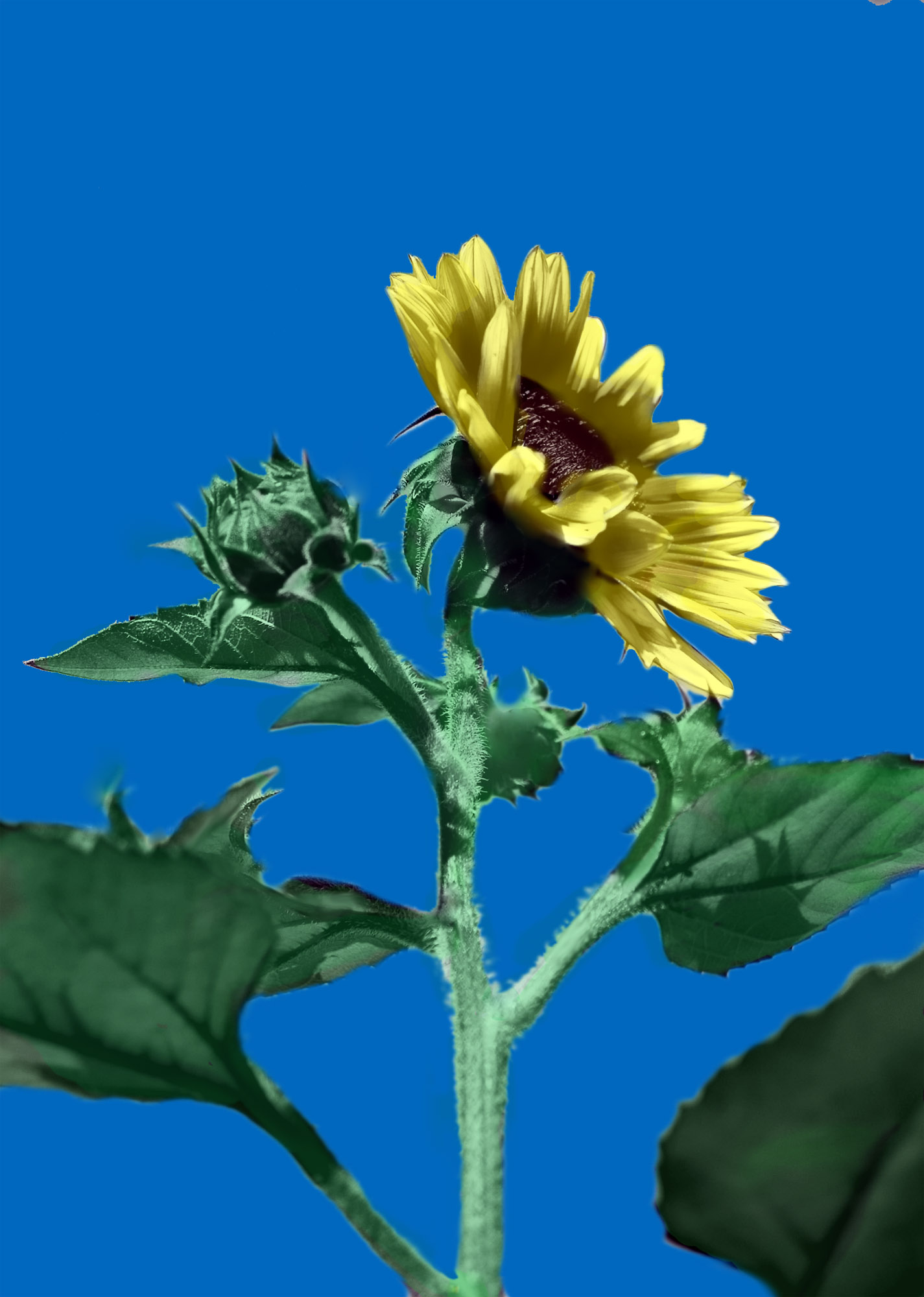 Diseño de Photoshop por LuBsJP para DesignCrowd (Community Contests) | Diseño #8972829