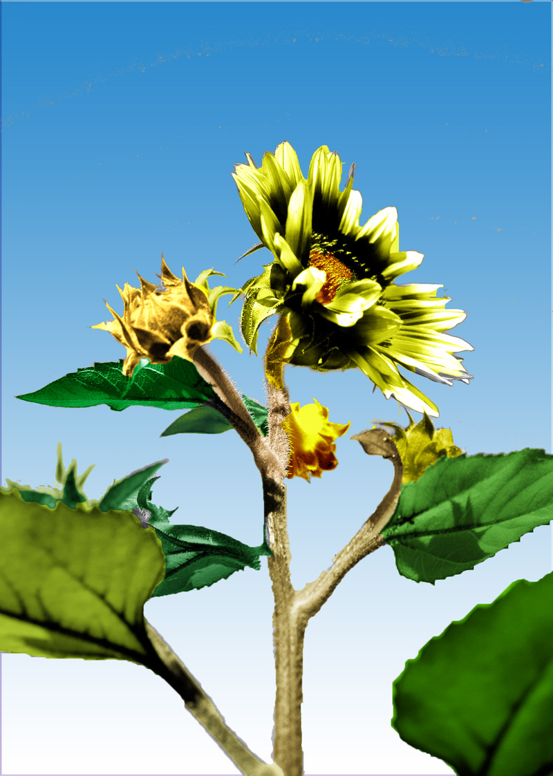 Diseño de Photoshop por naranjas109 para DesignCrowd (Community Contests) | Diseño #8972861