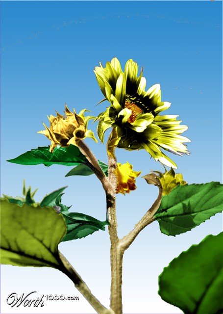 Photoshop Design by naranjas109