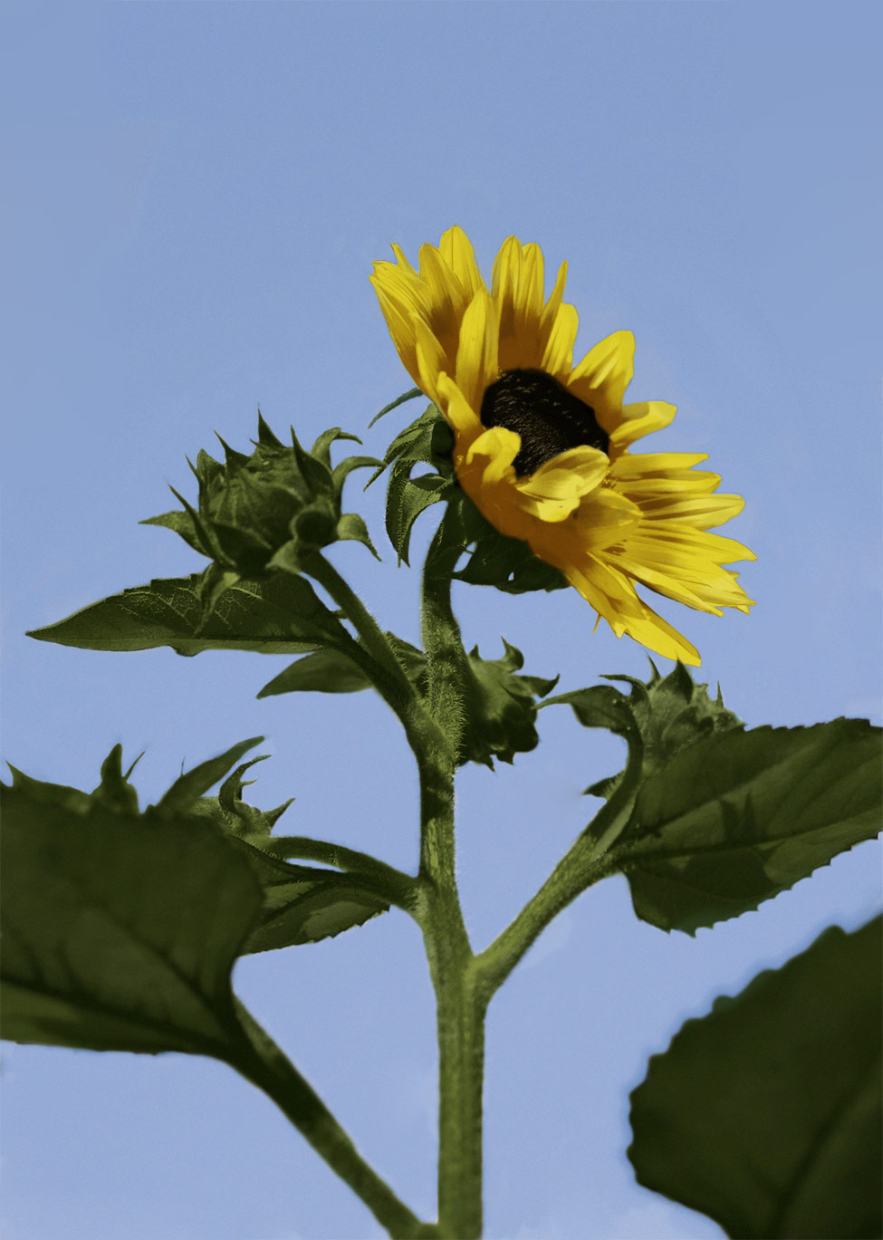 Photoshop Design by MatthewDavies for DesignCrowd (Community Contests) | Design #8972875