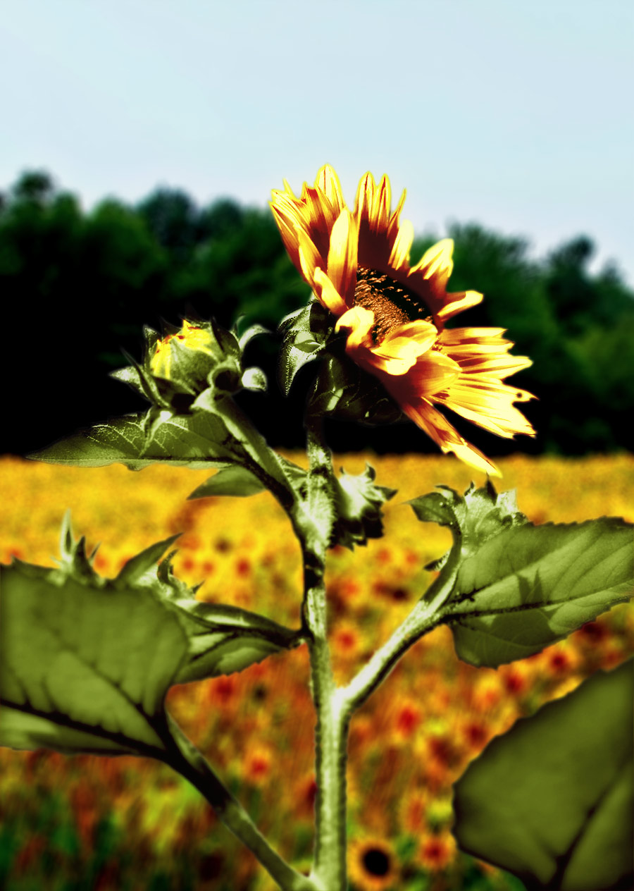 Photoshop-Design von primadonna9396 für DesignCrowd (Community Contests) | Design #8972832