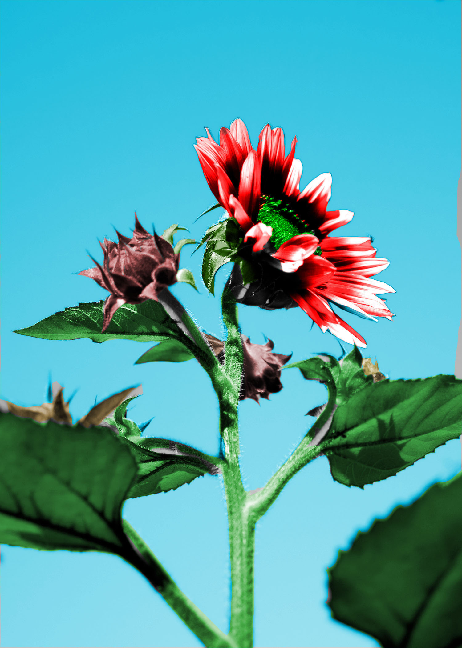 Diseño de Photoshop por sumar4e para DesignCrowd (Community Contests) | Diseño #8972883