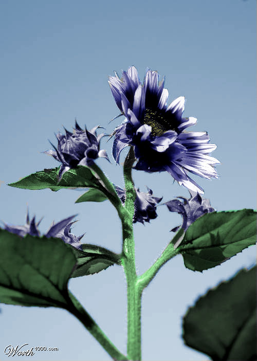 Photoshop Design by OmfgBeany for DesignCrowd (Community Contests) | Design #8973029