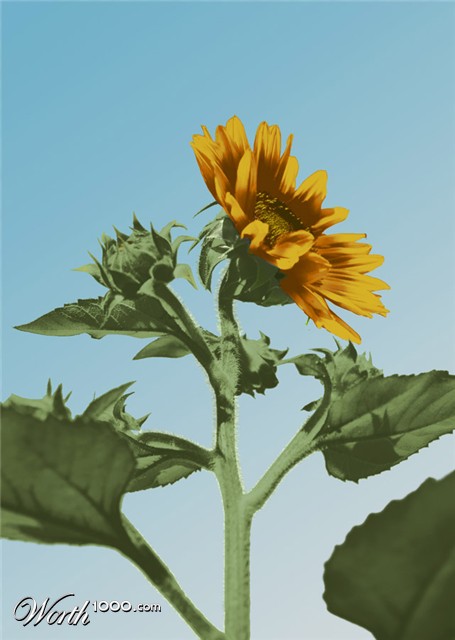 Photoshop Design by willibarb