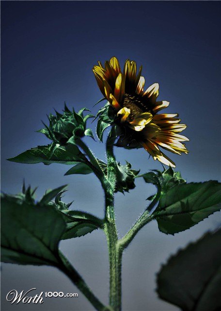 Photoshop Design by FabioAnsolin