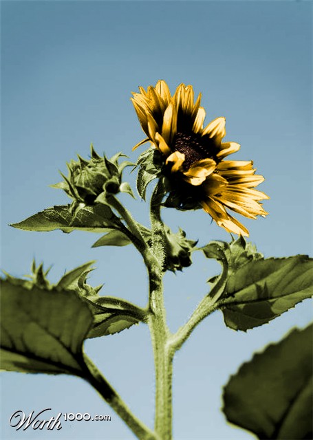 Photoshop Design by RebeccaBox