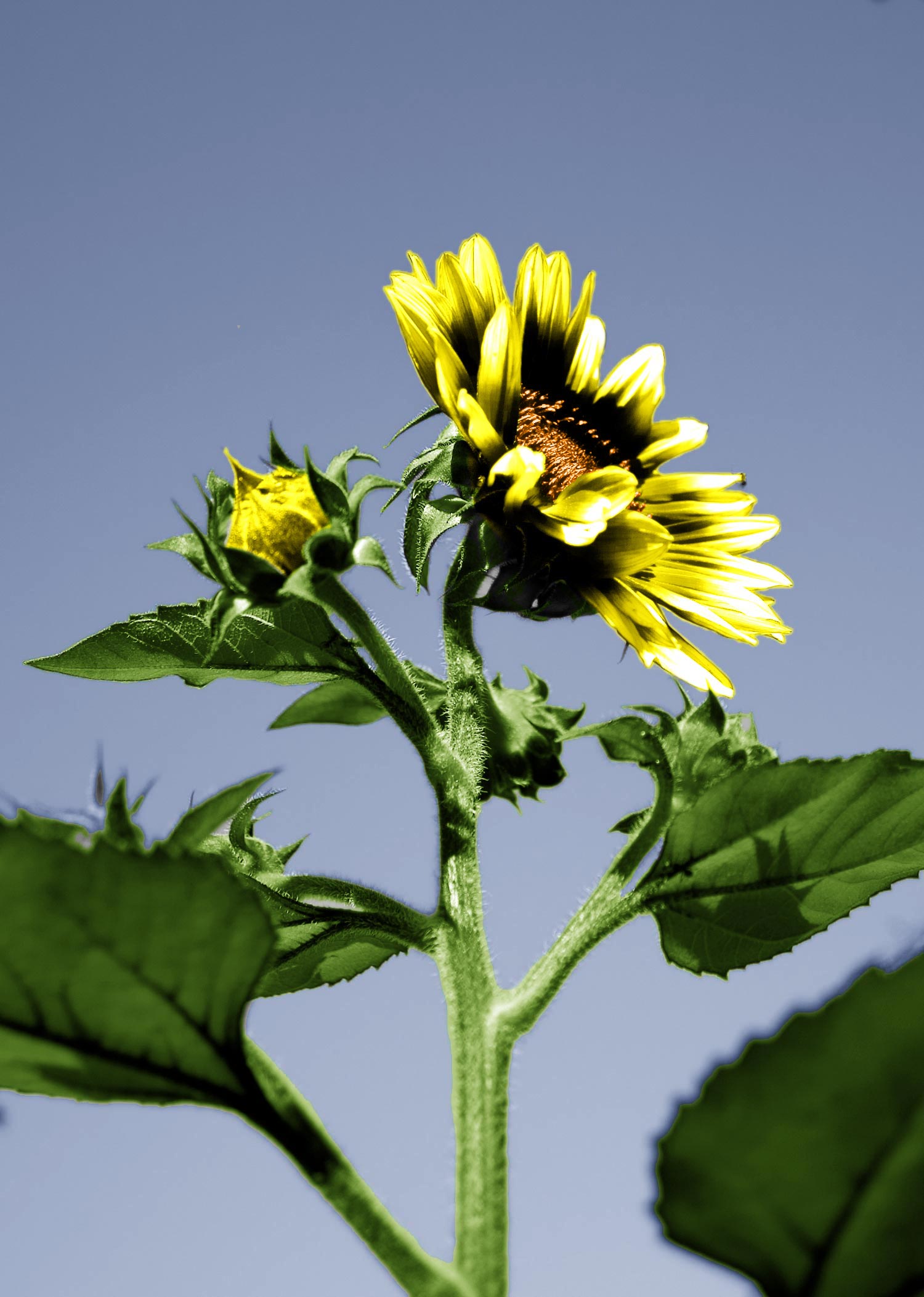 Photoshop Design by diveclass101 for DesignCrowd (Community Contests) | Design #8972966