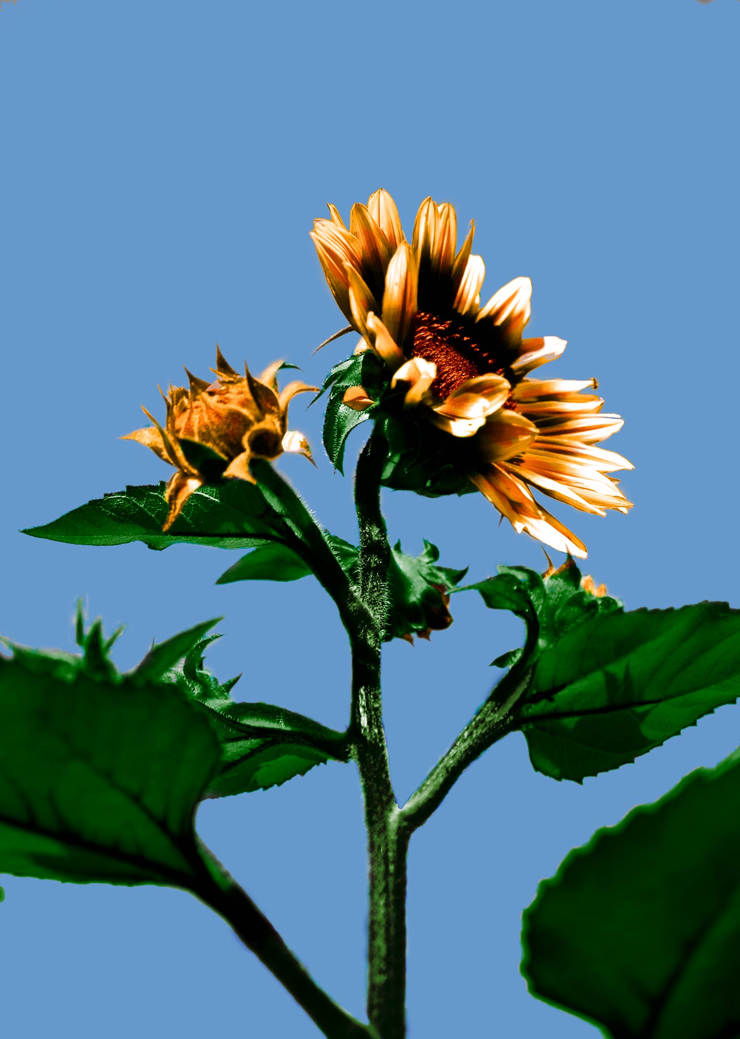 Design Photoshop par cushie pour DesignCrowd (Community Contests) | Design #8973013