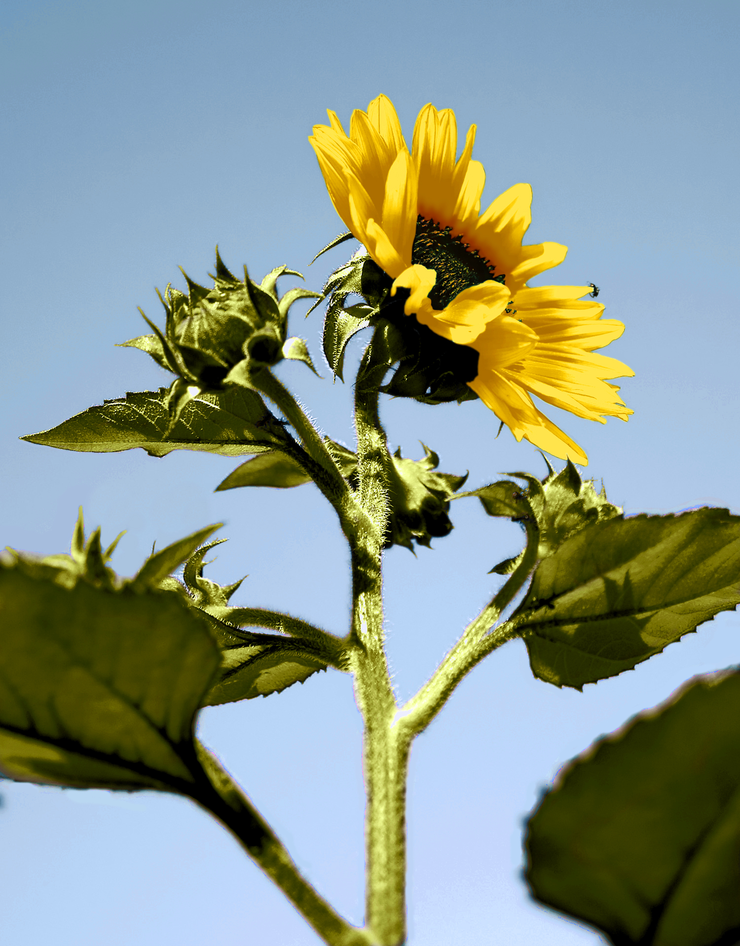 Photoshop Design by dyemac for DesignCrowd (Community Contests) | Design #8972915