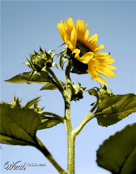 Photoshop Design by dyemac