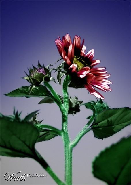 Photoshop Design by Awyrdo