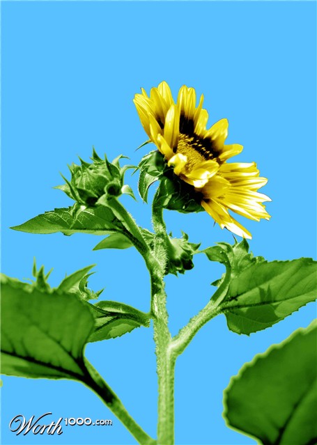 Photoshop Design by maniraj87