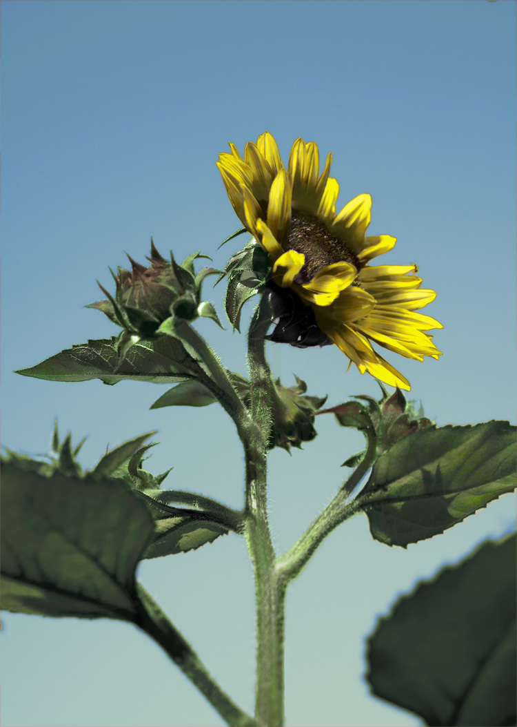 Photoshop Design by portboy76 for DesignCrowd (Community Contests) | Design #8972983