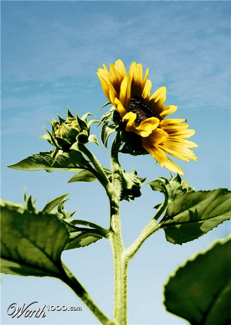 Photoshop Design by Naughtyword