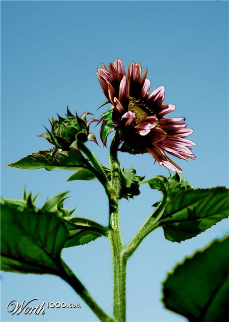 Photoshop Design by MrFusioN