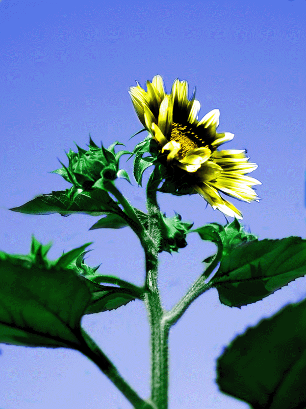 Design Photoshop par Safekeeper pour DesignCrowd (Community Contests) | Design #8972988