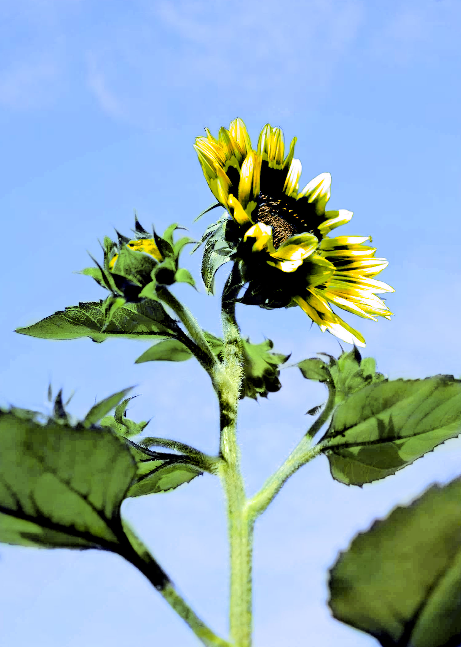 Diseño de Photoshop por saro87 para DesignCrowd (Community Contests) | Diseño #8973052