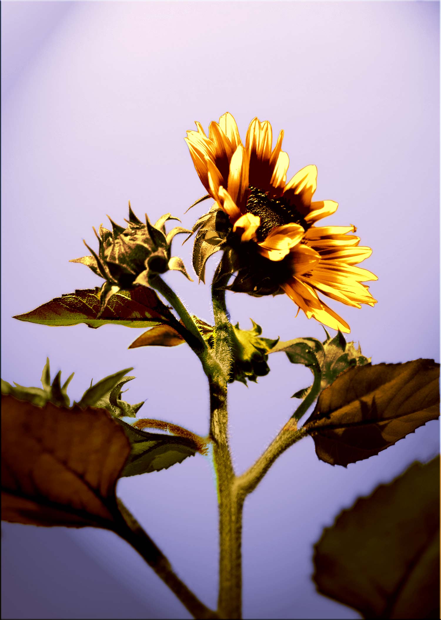 Photoshop Design by bonafilia for DesignCrowd (Community Contests) | Design #8973016