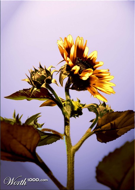 Photoshop Design by bonafilia