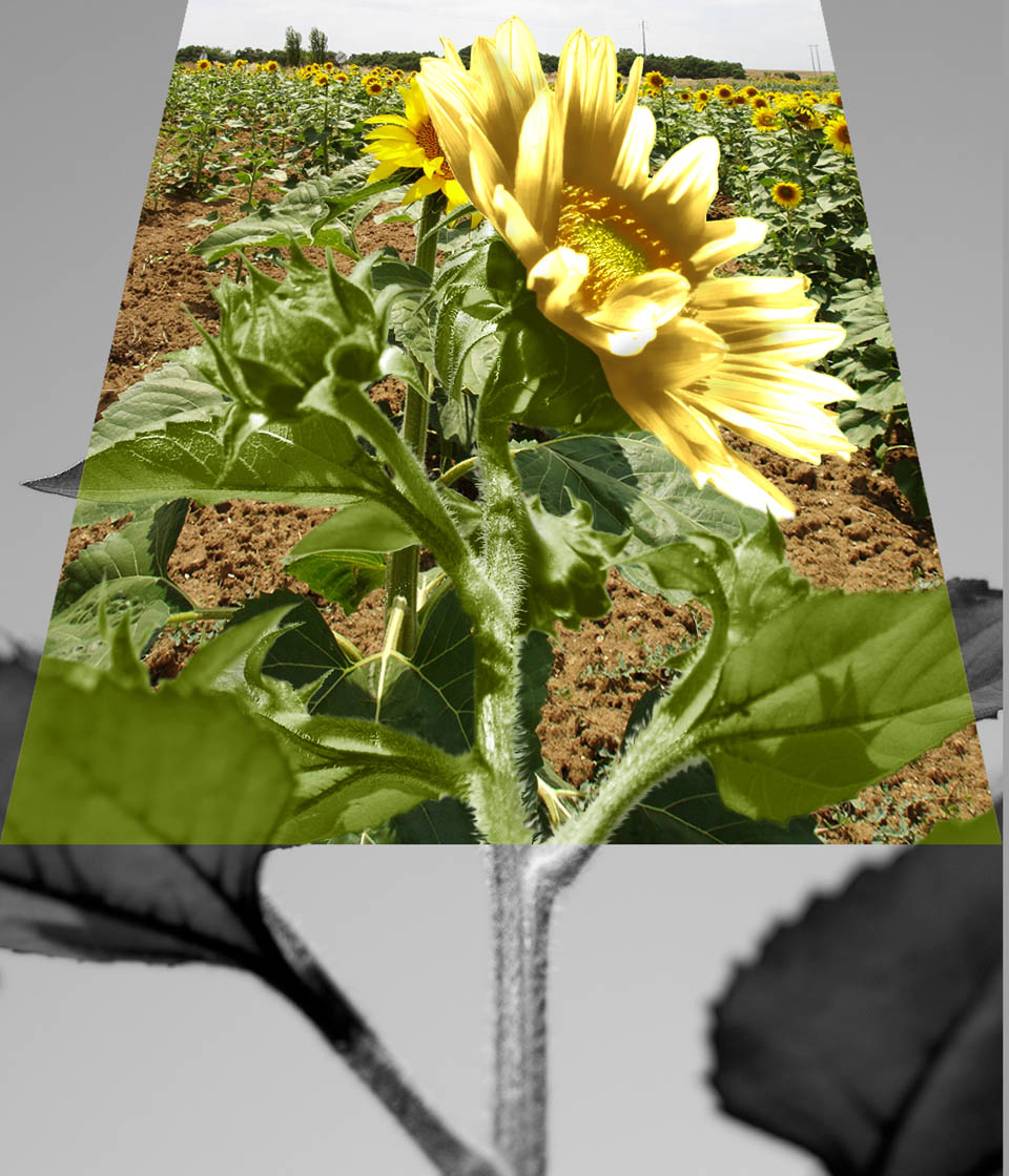 Photoshop Design by Sankrah for DesignCrowd (Community Contests) | Design #8972910