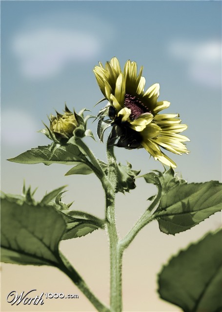 Photoshop Design by surfordream