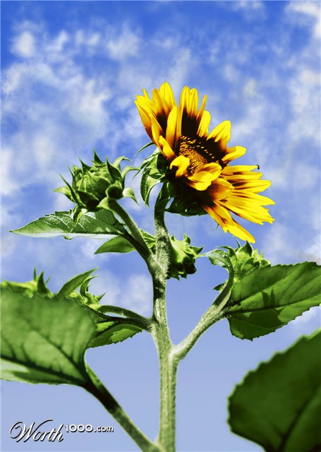 Photoshop Design by PulsisX