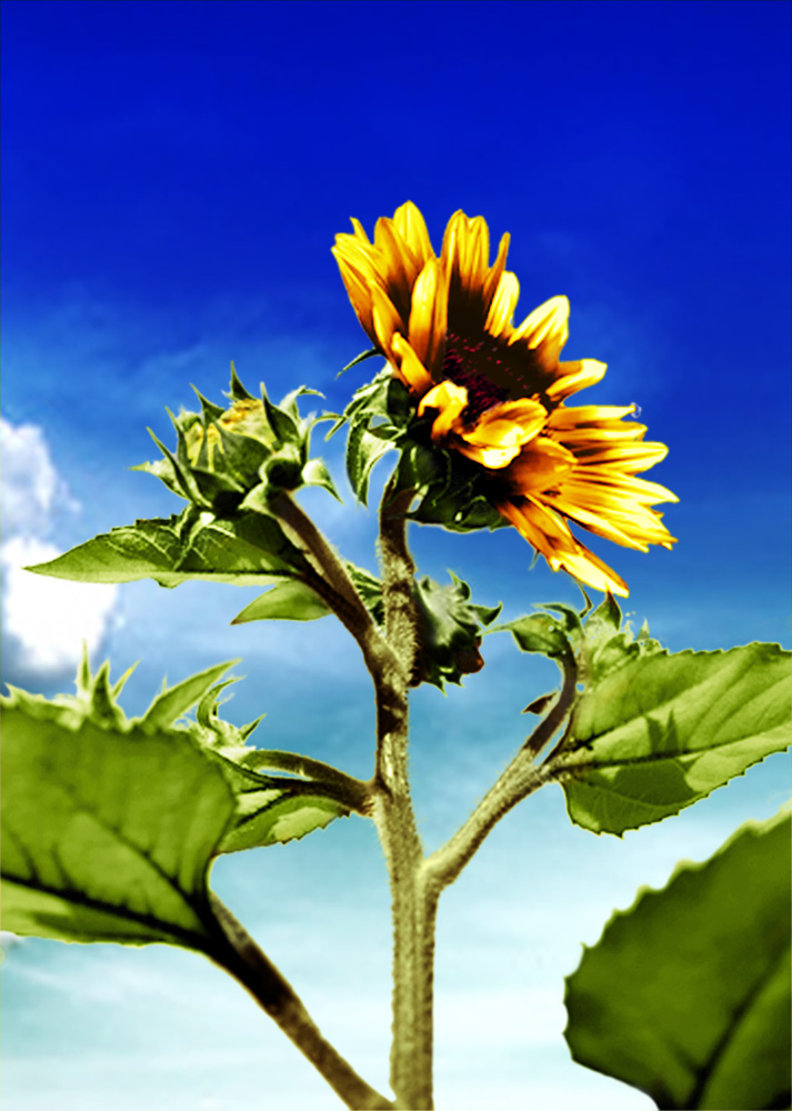 Photoshop Design by NormMac for DesignCrowd (Community Contests) | Design #8973162