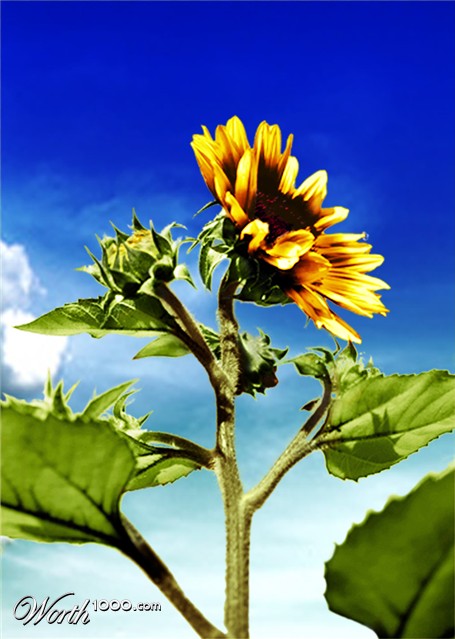 Photoshop Design by NormMac