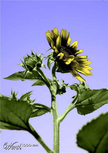 Photoshop Design by robb170