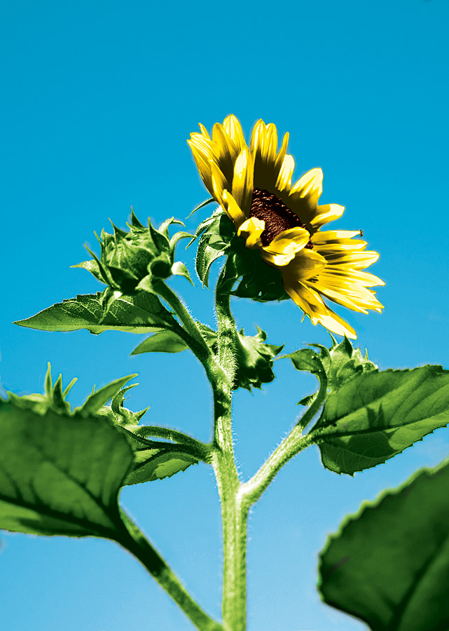 Photoshop Design by blazingstar for DesignCrowd (Community Contests) | Design #8973129