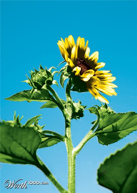 Photoshop Design by blazingstar