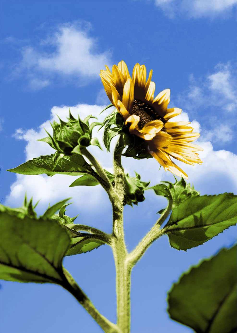 Photoshop Design by mulambo for DesignCrowd (Community Contests) | Design #8973072