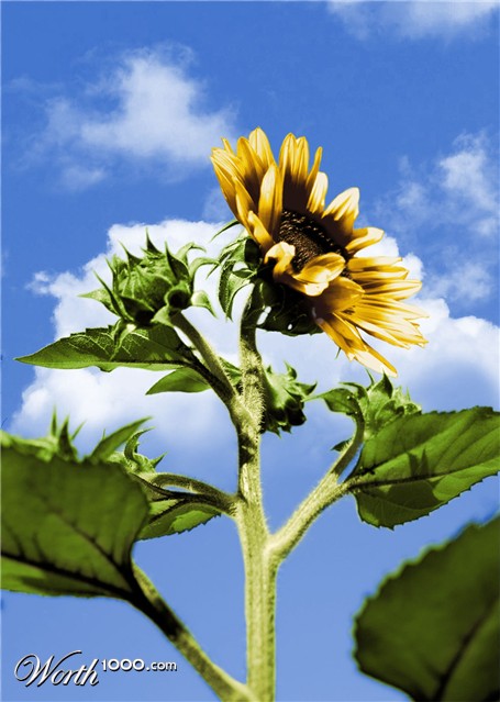 Photoshop Design by mulambo