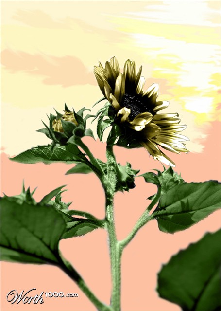 Photoshop Design by Hedda89