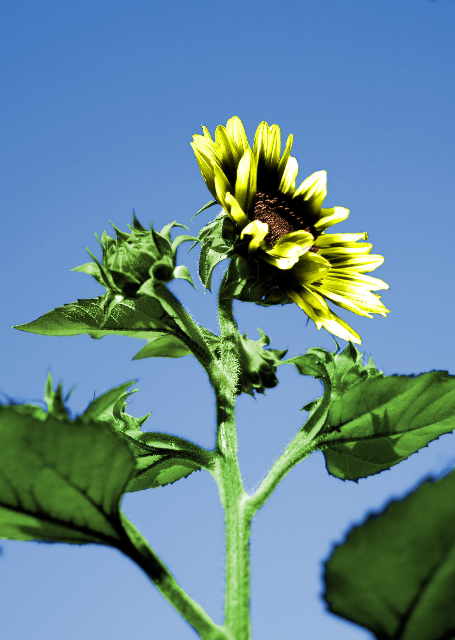 Design Photoshop par Leasider pour DesignCrowd (Community Contests) | Design #8973124