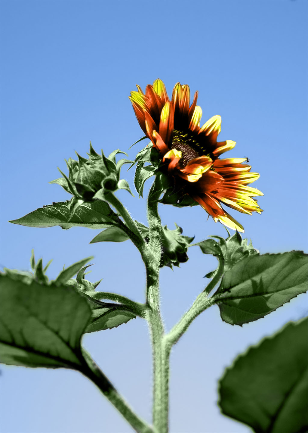 Photoshop Design by johndiablo for DesignCrowd (Community Contests) | Design #8973076