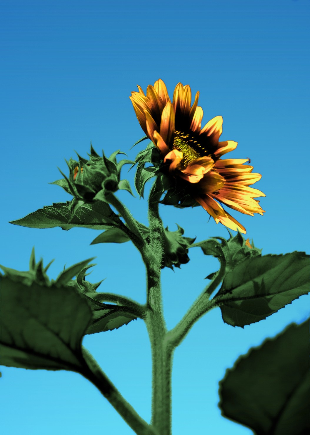 Photoshop Design by zsomeone for DesignCrowd (Community Contests) | Design #8973090