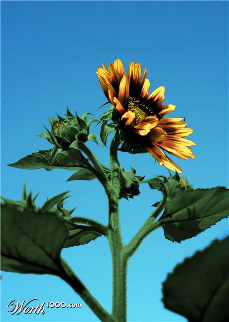 Photoshop Design by zsomeone