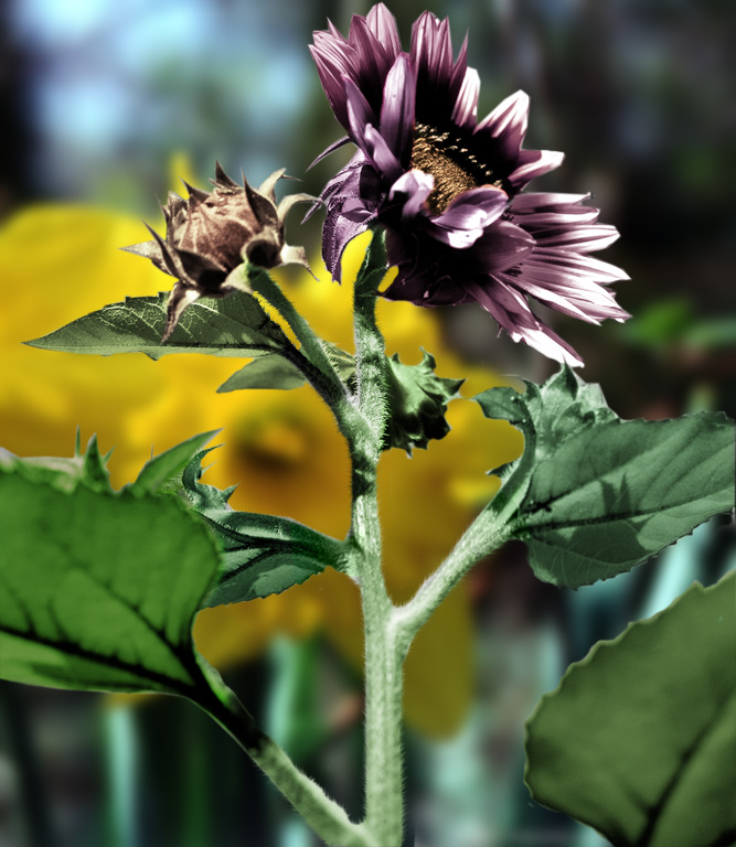 Design Photoshop par hetster pour DesignCrowd (Community Contests) | Design #8973207