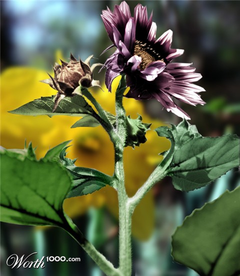 Photoshop Design by hetster