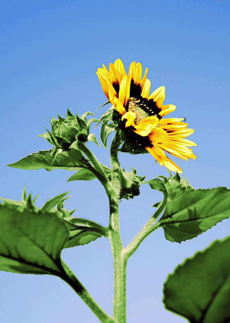 Design Photoshop par northman pour DesignCrowd (Community Contests) | Design #8973098